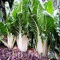 Seminte sfecla Swiss Chard Lucullus Green 300buc.