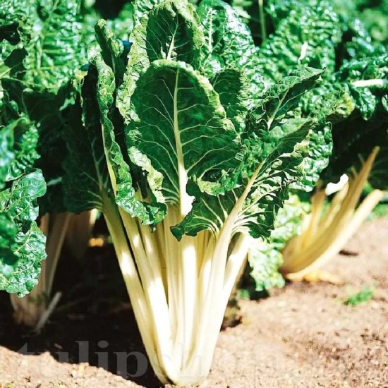 Pachet XXL Seminte Swiss Chard Lucullus Green 3.000buc.