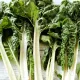 seminte sfecla swiss chard lucullus green2