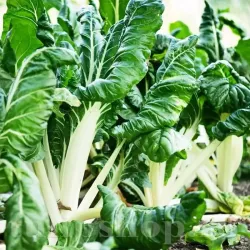 Pachet XXL Seminte Swiss Chard Lucullus Green 3.000buc.