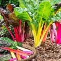 Seminte sfecla Swiss Chard Multicolor mix 300buc.