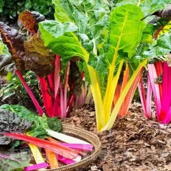 Seminte sfecla Swiss Chard Multicolor mix 300buc.