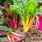Seminte sfecla Swiss Chard Multicolor mix 300buc.