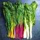 seminte sfecla swiss chard mix1
