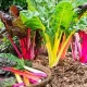 seminte sfecla swiss chard mix2