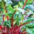 seminte sfecla swiss chard rhubarb red cultivare gradina ghiveci 110x110