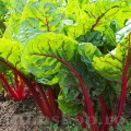 Seminte sfecla Swiss Chard Rhubarb Red 300buc.