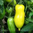 pachet seminte tomate banana legs tulip shop 110x110