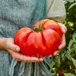 Seminte tomate Beefsteak 100buc. pachet seminte tomate beefsteak tulip shop 110x110