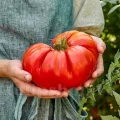 Seminte tomate Beefsteak 100buc.