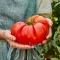 Seminte tomate Beefsteak 100buc.