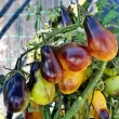 Seminte tomate Indigo Pear Drops 100buc. pachet seminte tomate indigo pear drops tulip shop 110x110