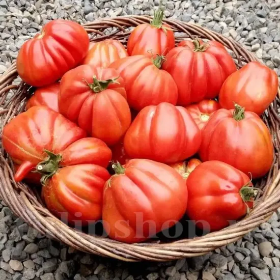 Seminte tomate Pearson 100buc. pachet seminte tomate pearson tulip shop