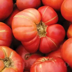 Seminte tomate Pink Brandywine 100buc.