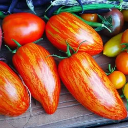 Seminte tomate Speckled Roman 100buc.