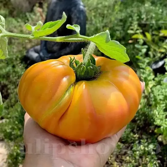 Seminte tomate Ananas 100buc. seminte tomate ananas fructe mari galben portocaliu