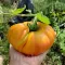Seminte tomate Ananas 100buc.