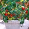 Seminte tomate Balkonstar 100buc.