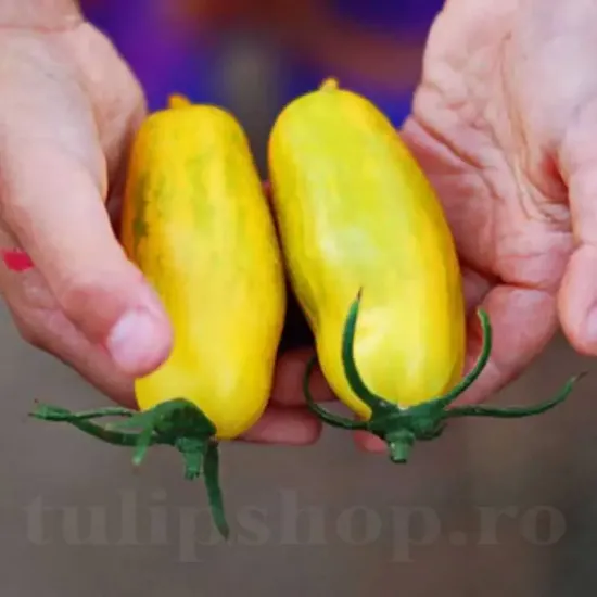 seminte tomate banana legs cultivare gradina ghiveci