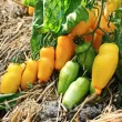 Pachet XXL seminte tomate Banana Legs 1.000buc. seminte tomate banana legs1 110x110