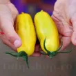 Pachet XXL seminte tomate Banana Legs 1.000buc. seminte tomate banana legs2 110x110