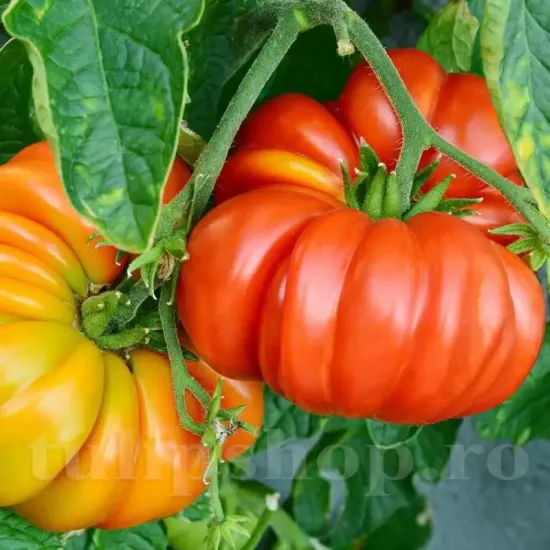 seminte tomate beefsteak1