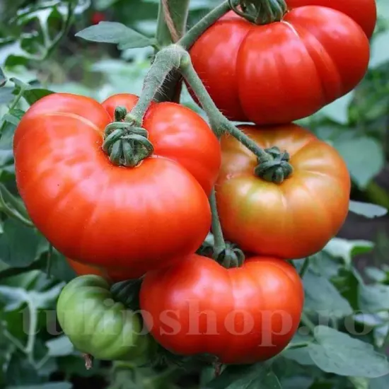 seminte tomate beefsteak2