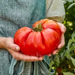 Pachet XXL seminte tomate Beefsteak 1.000buc.