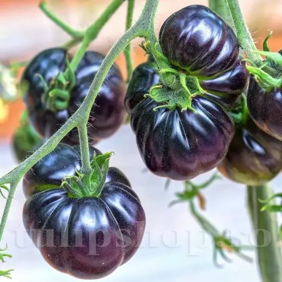 seminte tomate black beauty fructe mari negre intunecate