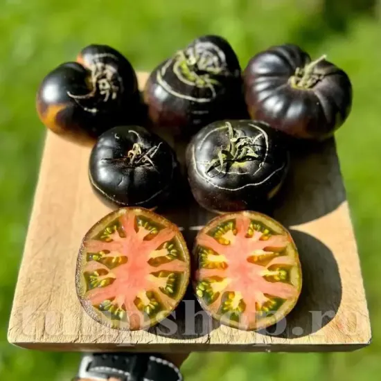 seminte tomate black beauty3