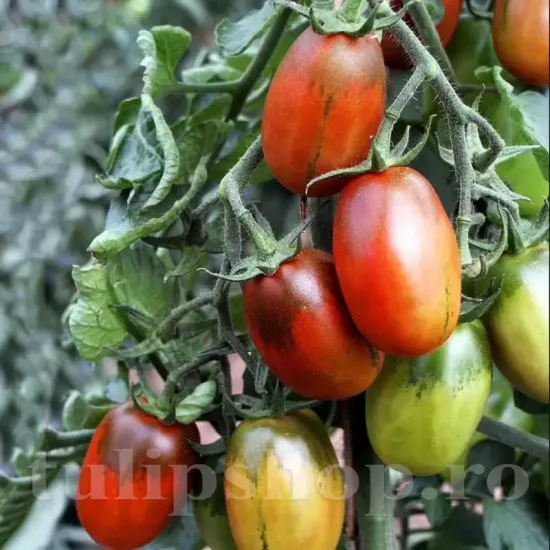 seminte tomate black plum