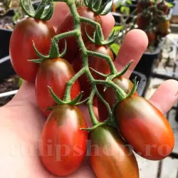 Seminte tomate Black Plum 100buc.