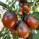 seminte tomate black plum1