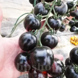 Seminte tomate Blackball 100buc.