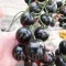 Seminte tomate Blackball 100buc.