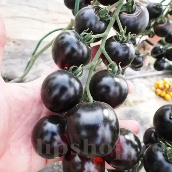 seminte tomate blackball2