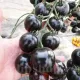 seminte tomate blackball2