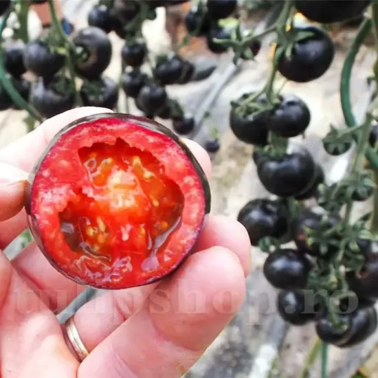 seminte tomate blackball3