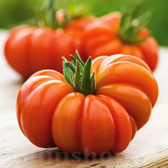 seminte tomate costoluto fiorentino