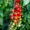 Seminte tomate Gardener's Delight 100buc.