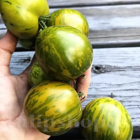 seminte tomate green zebra