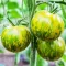 Seminte tomate Green Zebra 100buc.