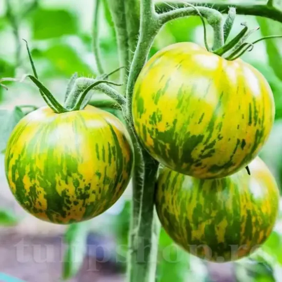 seminte tomate green zebra2