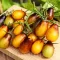 Seminte tomate Indigo Pear Drops 100buc.