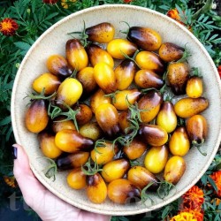 Seminte tomate Indigo Pear Drops 100buc.