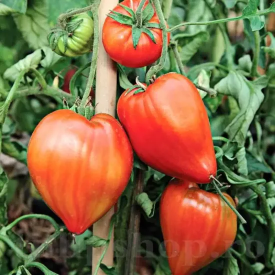 Seminte tomate Inima de Bou Roz 100buc. seminte tomate inima de bou roz cultivare gradina solarii