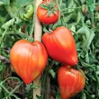 Seminte tomate Inima de Bou Roz 100buc. seminte tomate inima de bou roz2 110x110