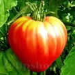 Seminte tomate Inima de Bou Roz 100buc. seminte tomate inima de bou roz3 110x110
