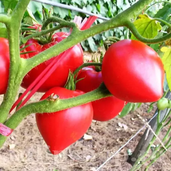 seminte tomate inima de bou1