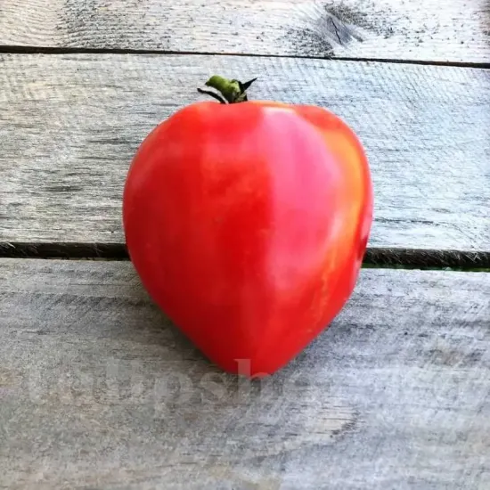 seminte tomate inima de bou2